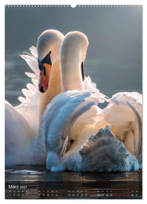 Der Schwan (CALVENDO Premium Wandkalender 2027)