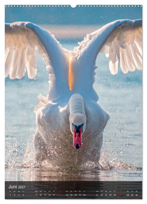 Der Schwan (CALVENDO Premium Wandkalender 2027)