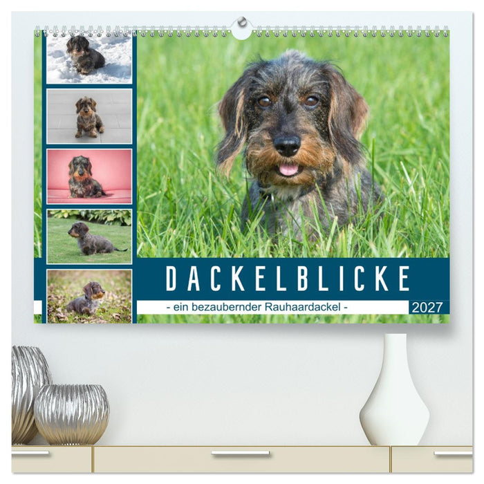 Dackelblicke - ein bezaubernder Rauhaardackel (CALVENDO Premium Wandkalender 2027)