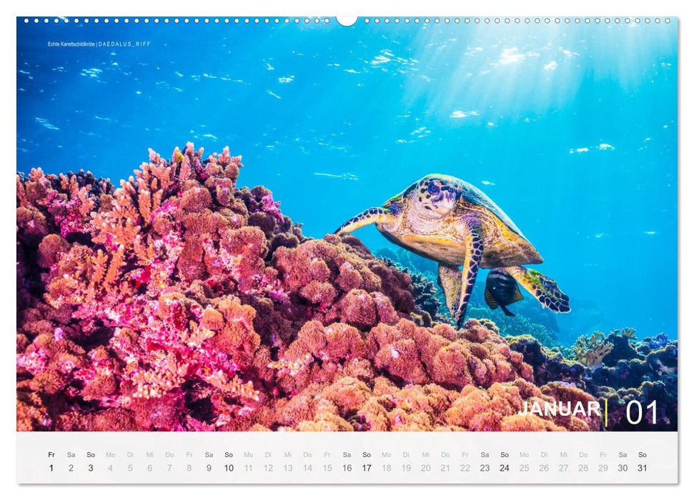 Die schönsten Korallenriffe zum Tauchen in Ägypten (CALVENDO Wandkalender 2027)