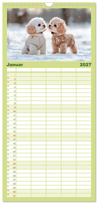 Lieblingshund Pudel (CALVENDO Familienplaner 2027)