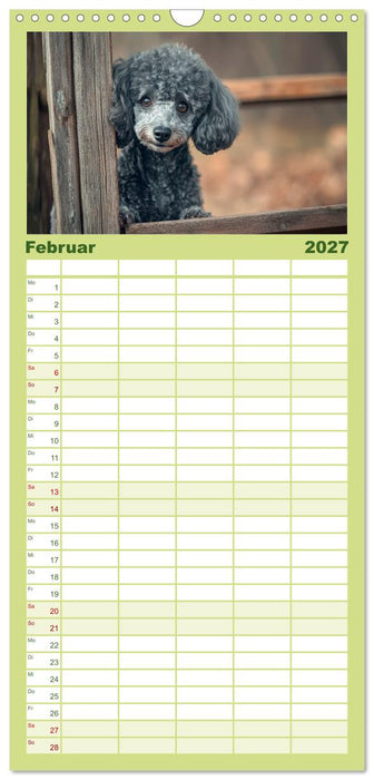 Lieblingshund Pudel (CALVENDO Familienplaner 2027)