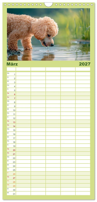 Lieblingshund Pudel (CALVENDO Familienplaner 2027)