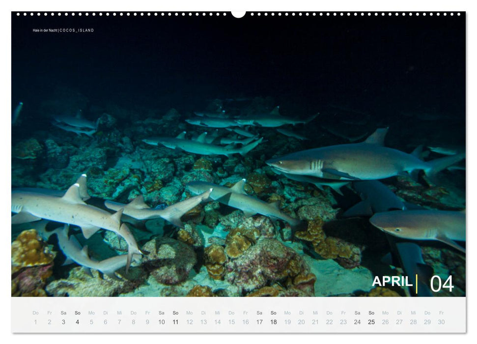 Haie in der Nacht (CALVENDO Wandkalender 2027)