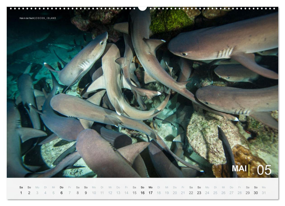 Haie in der Nacht (CALVENDO Wandkalender 2027)