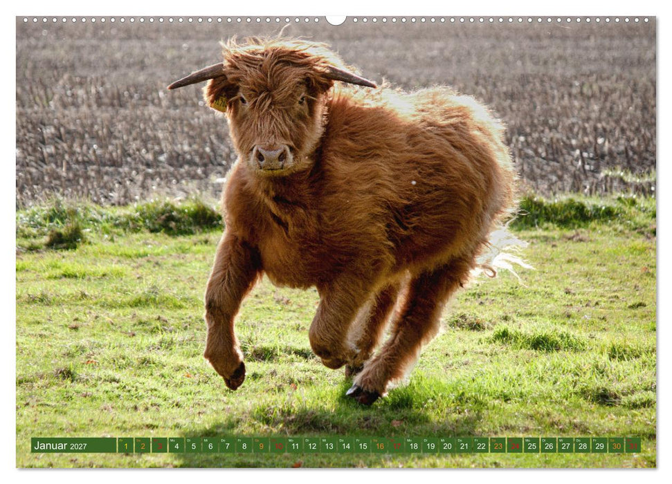 Geliebte Highlander (CALVENDO Premium Wandkalender 2027)