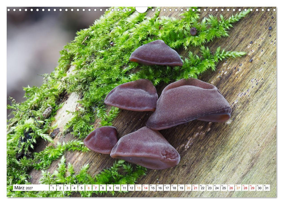 Heil- und Vitalpilze (CALVENDO Wandkalender 2027)