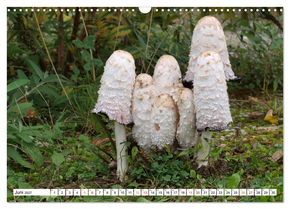 Heil- und Vitalpilze (CALVENDO Wandkalender 2027)