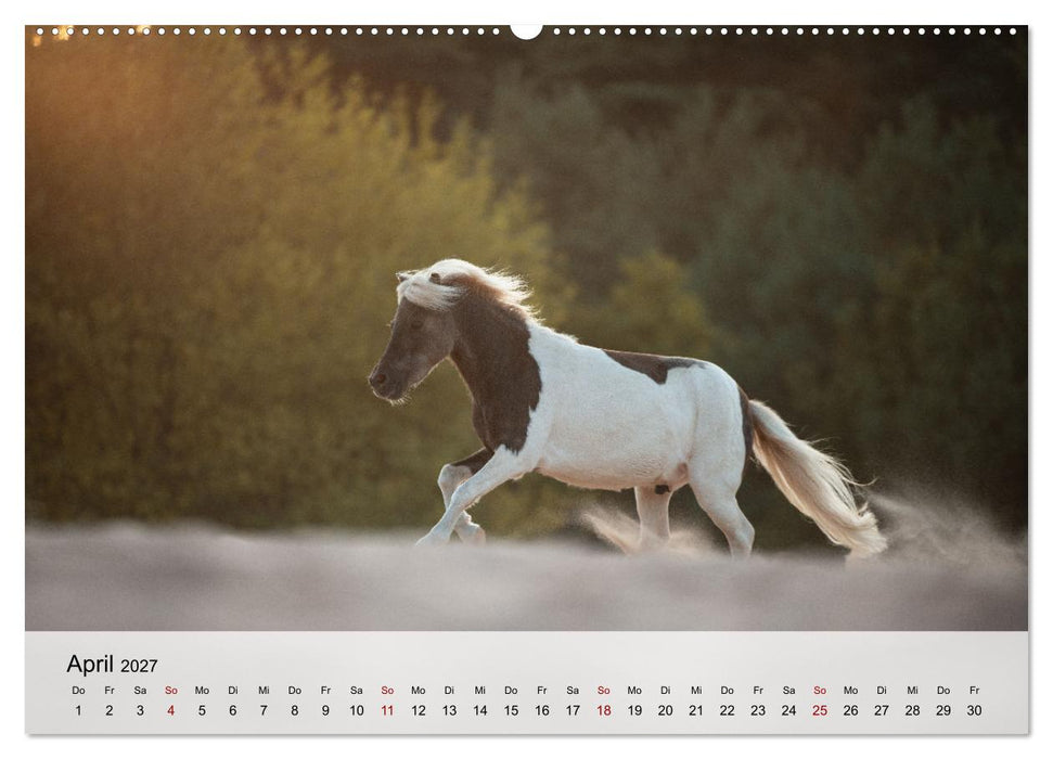 Pferde 2027 Kraft und Anmut (CALVENDO Wandkalender 2027)