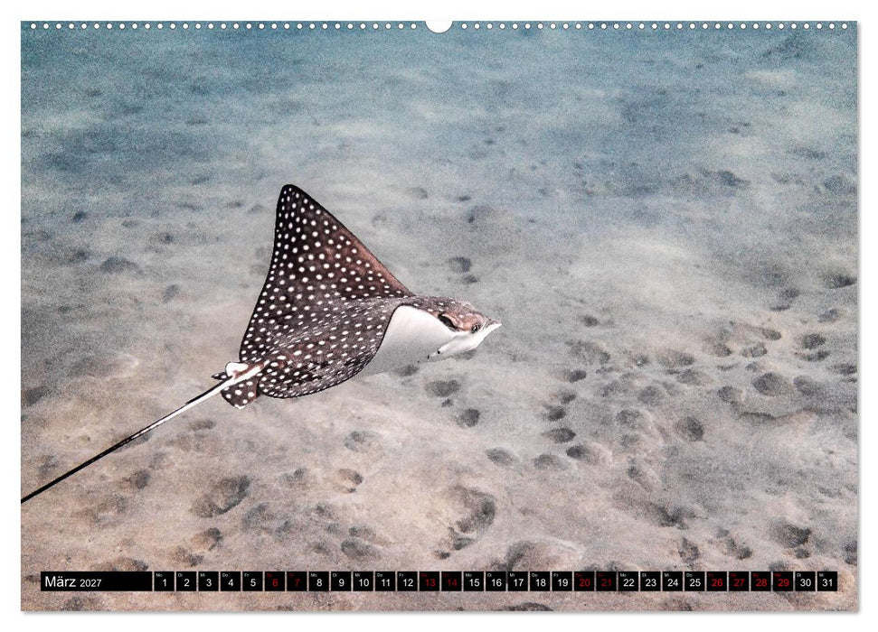 Naturwunder im Roten Meer (CALVENDO Premium Wandkalender 2027)