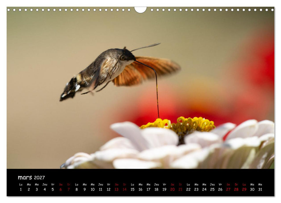 La nature près de chez vous (CALVENDO Calendrier mensuel 2027)