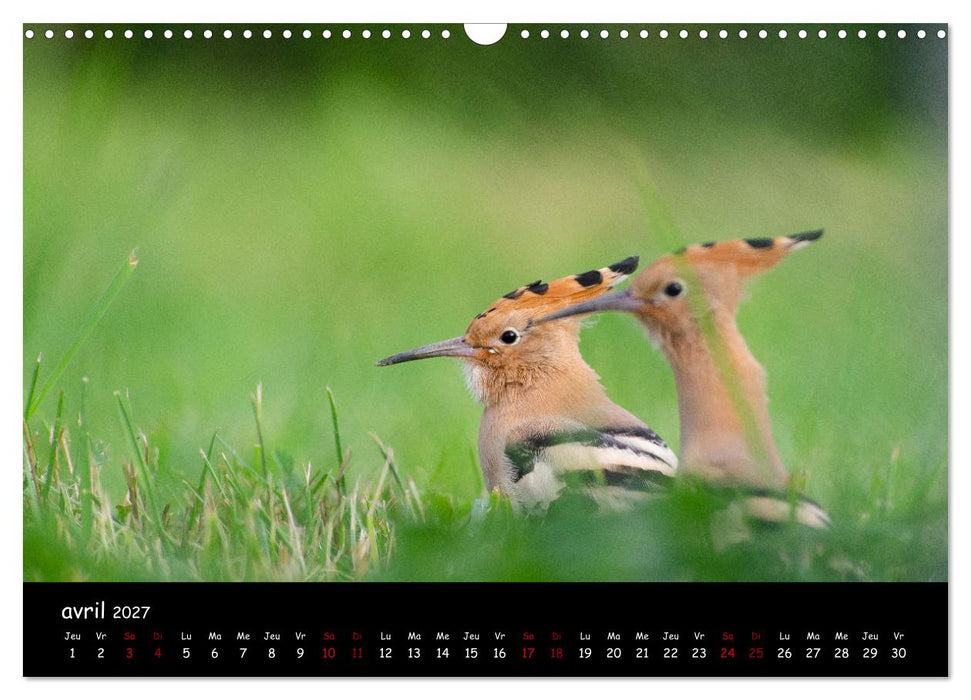 La nature près de chez vous (CALVENDO Calendrier mensuel 2027)