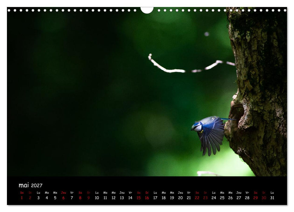 La nature près de chez vous (CALVENDO Calendrier mensuel 2027)