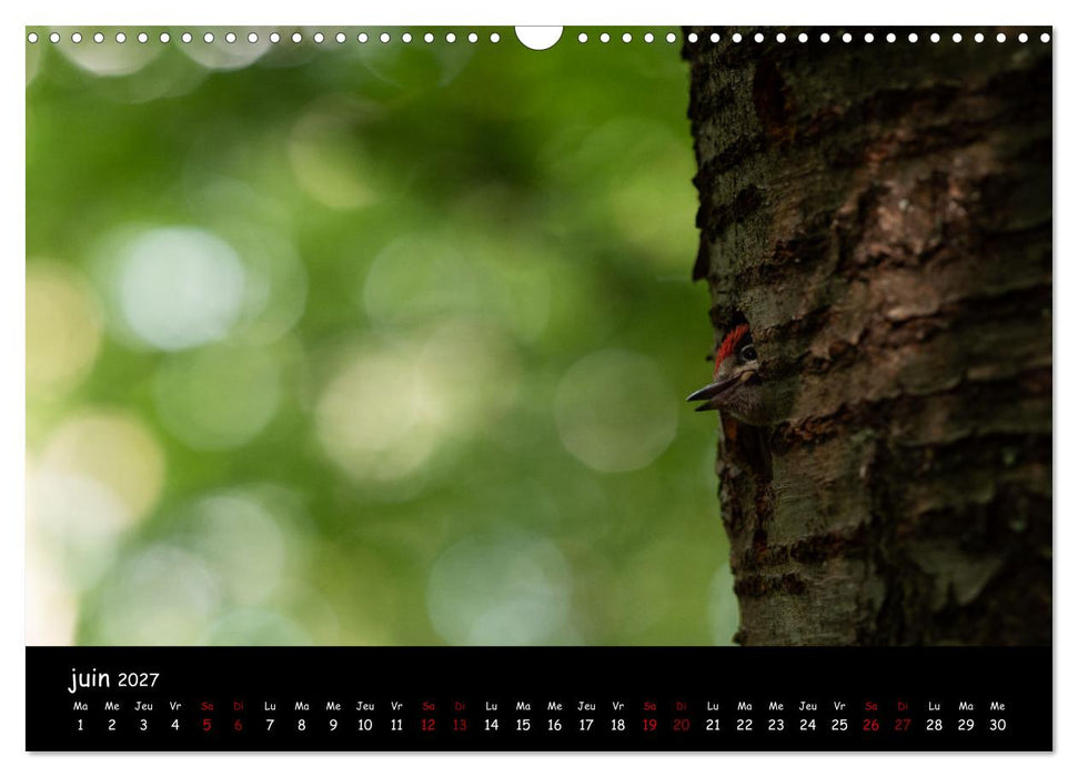 La nature près de chez vous (CALVENDO Calendrier mensuel 2027)