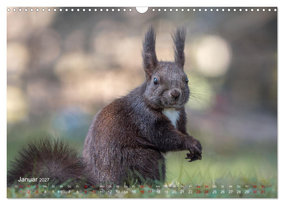 Moments in Nature (CALVENDO Wandkalender 2027)