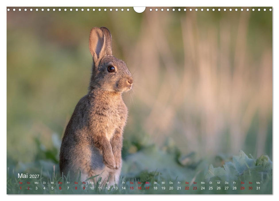 Moments in Nature (CALVENDO Wandkalender 2027)
