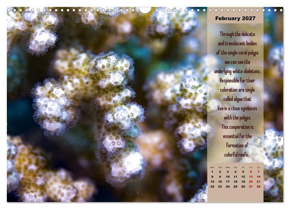 Diving into the Red Sea (CALVENDO Monthly Calendar 2027)