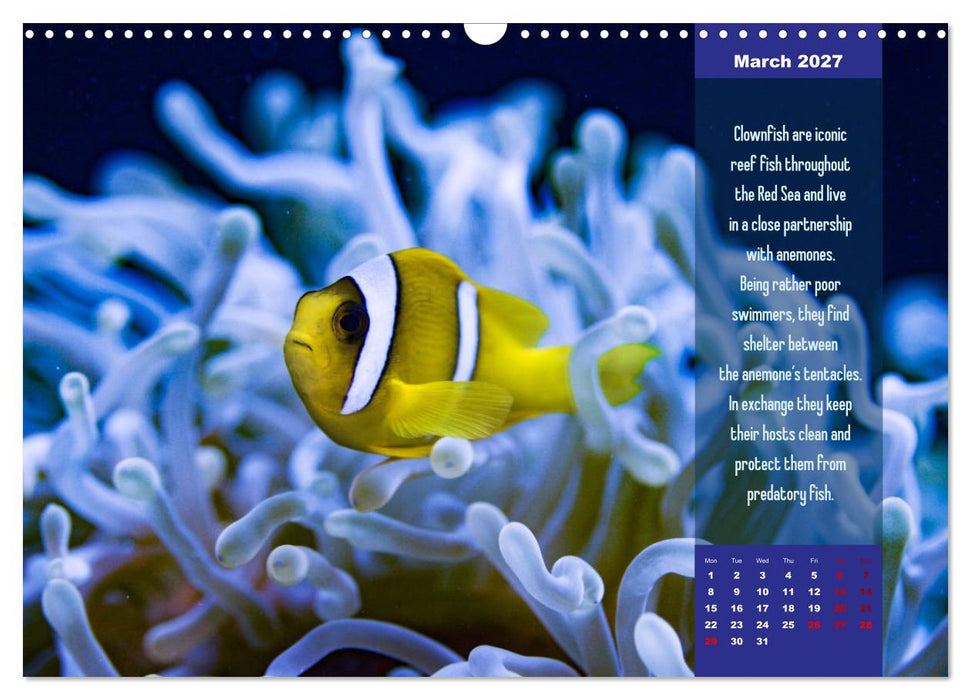 Diving into the Red Sea (CALVENDO Monthly Calendar 2027)