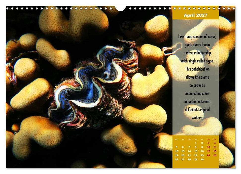 Diving into the Red Sea (CALVENDO Monthly Calendar 2027)