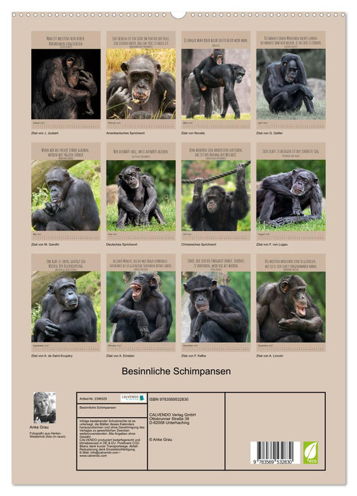 Besinnliche Schimpansen (CALVENDO Premium Wandkalender 2027)