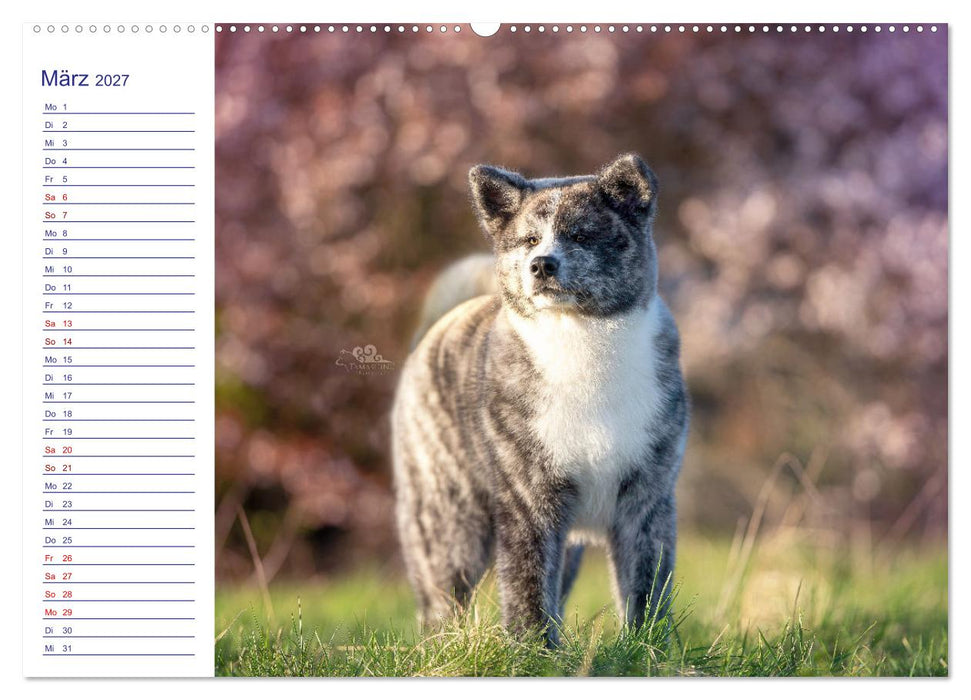 Japans Seelenhunde (CALVENDO Wandkalender 2027)