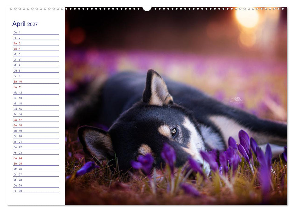 Japans Seelenhunde (CALVENDO Wandkalender 2027)