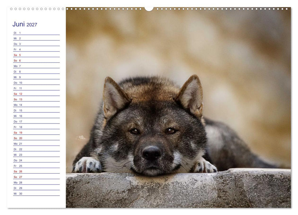 Japans Seelenhunde (CALVENDO Wandkalender 2027)