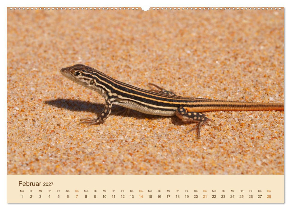 Eidechsen Europas (CALVENDO Premium Wandkalender 2027)