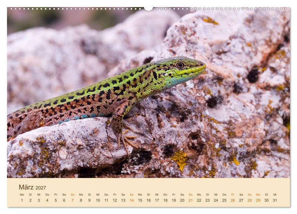 Eidechsen Europas (CALVENDO Premium Wandkalender 2027)