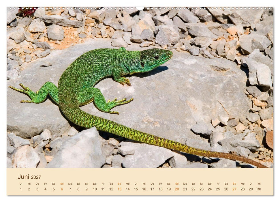 Eidechsen Europas (CALVENDO Premium Wandkalender 2027)