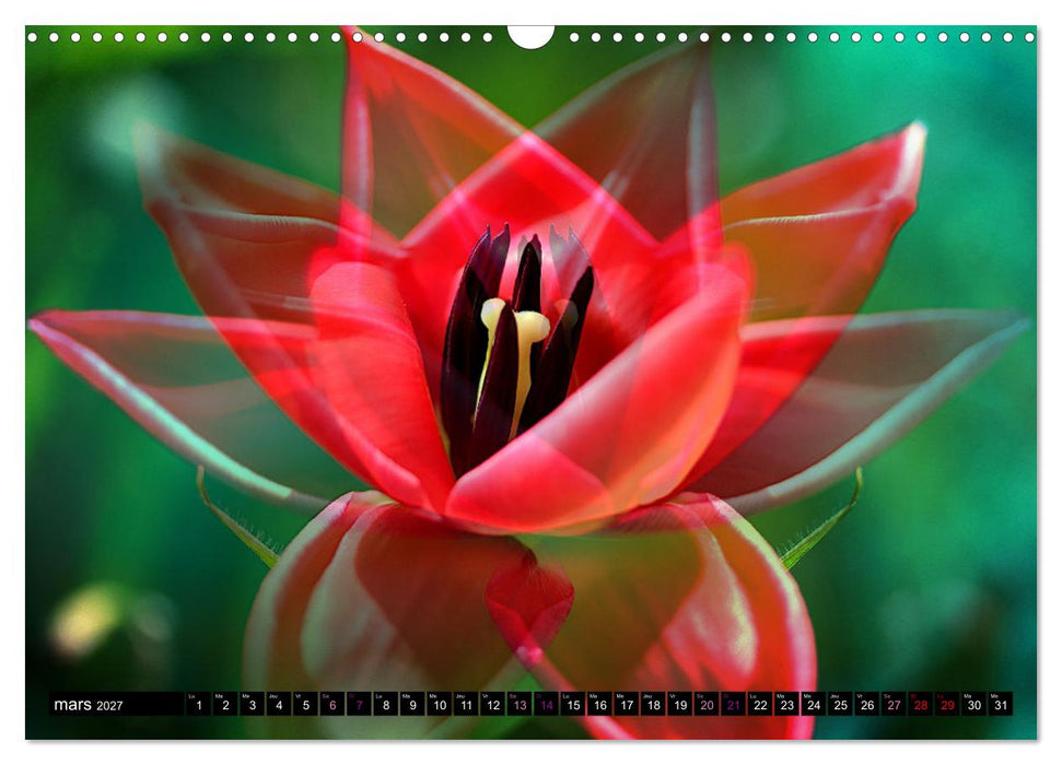 Bouquet d'un jour, bouquet pour toujours (CALVENDO Calendrier mensuel 2027)