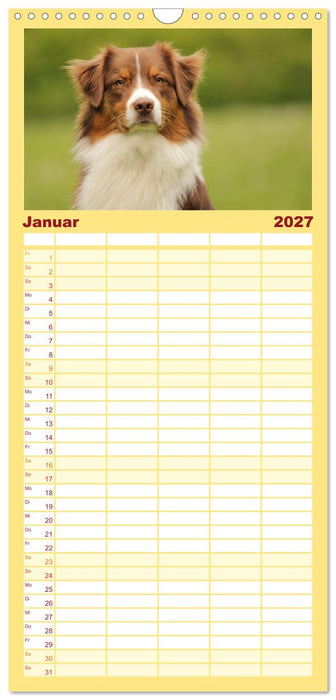 Australian Shepherd - Treue Blicke, wilde Herzen (CALVENDO Familienplaner 2027)