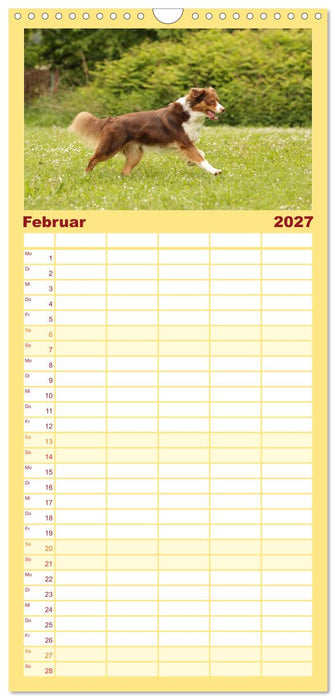 Australian Shepherd - Treue Blicke, wilde Herzen (CALVENDO Familienplaner 2027)