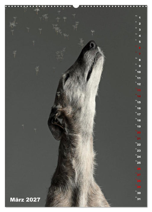 dogmuse deluxe (CALVENDO Premium Wandkalender 2027)