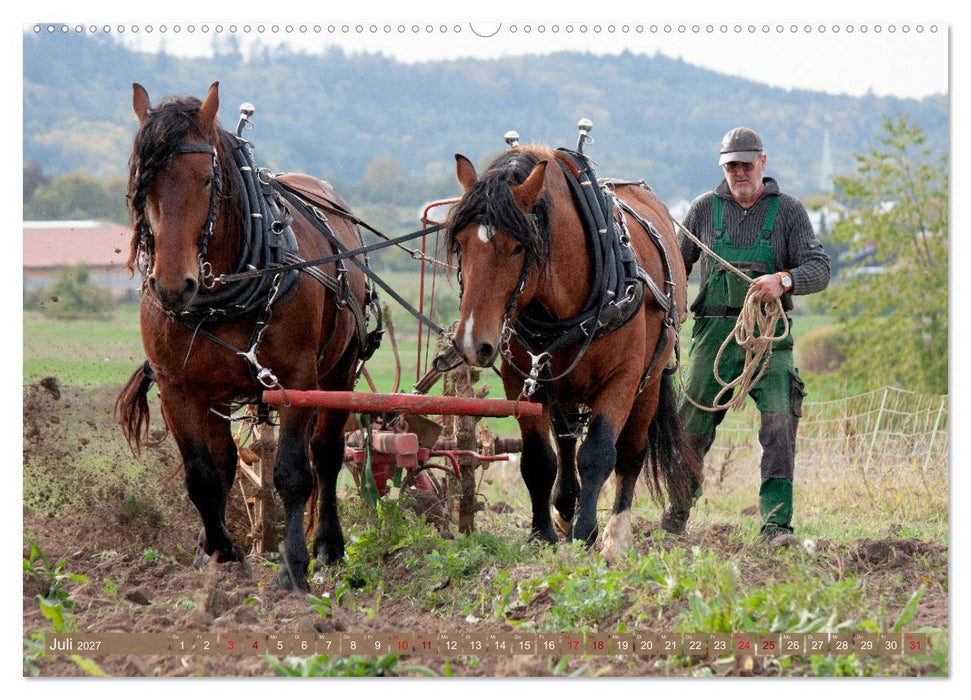 Zugpferde bei der Feldarbeit (CALVENDO Premium Wandkalender 2027)