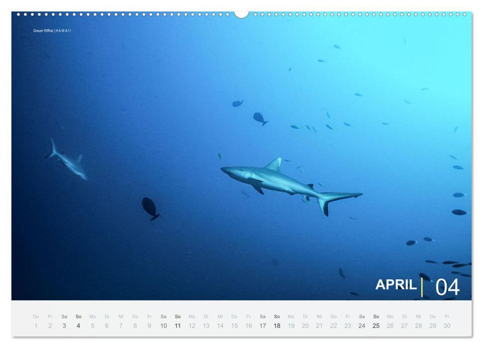 Einfach Tauchen - Wunderbare Tauchplätze und Korallenriffe (CALVENDO Premium Wandkalender 2027)