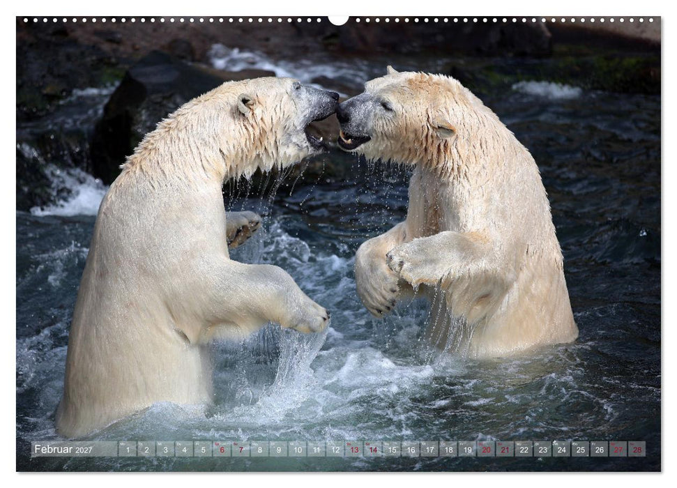 Tierisch BEWEGENDE Momente (CALVENDO Wandkalender 2027)