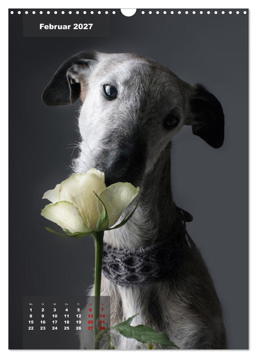 UNDERDOG - Windhundportraits (CALVENDO Wandkalender 2027)
