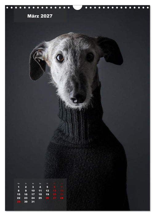 UNDERDOG - Windhundportraits (CALVENDO Wandkalender 2027)
