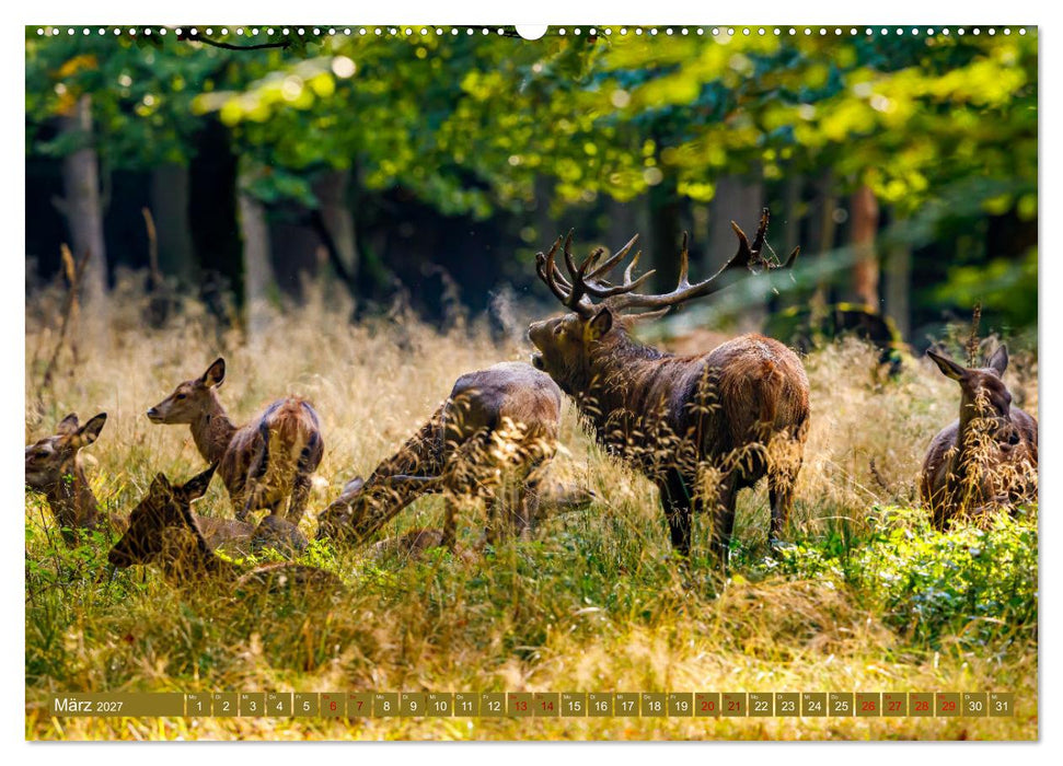 Die Brunft der Hirsche (CALVENDO Wandkalender 2027)