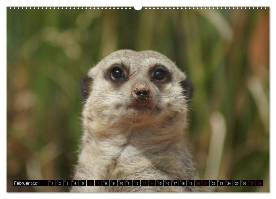 Lustige Erdmännchen (CALVENDO Wandkalender 2027)