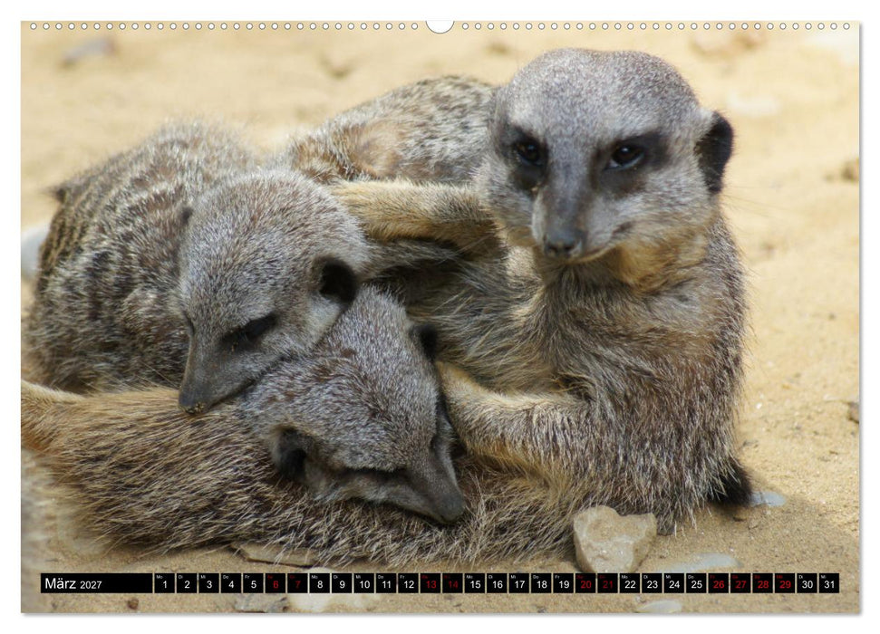 Lustige Erdmännchen (CALVENDO Wandkalender 2027)