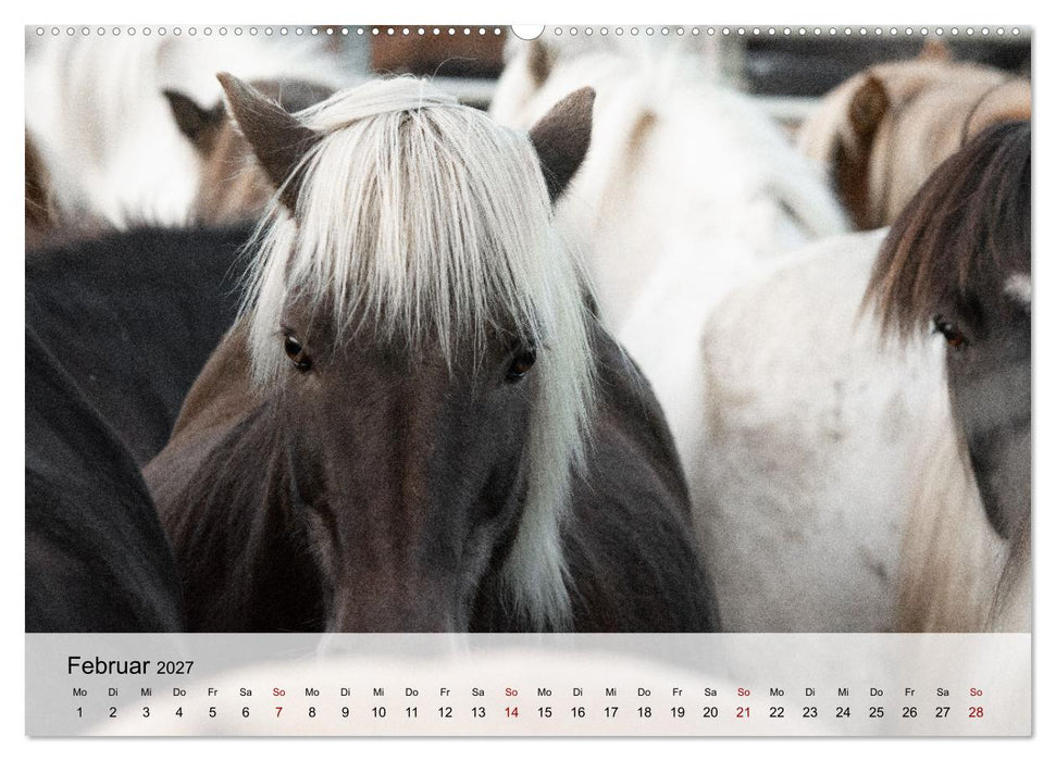 Pferde 2027 Kraft und Anmut (CALVENDO Premium Wandkalender 2027)