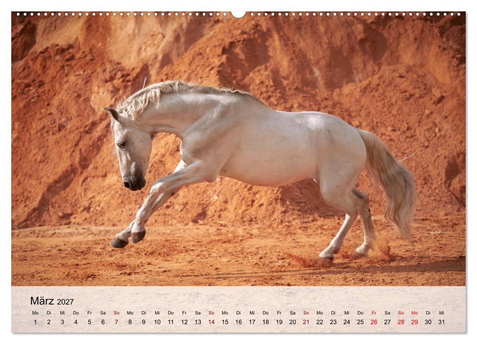 Pferde 2027 Kraft und Anmut (CALVENDO Premium Wandkalender 2027)