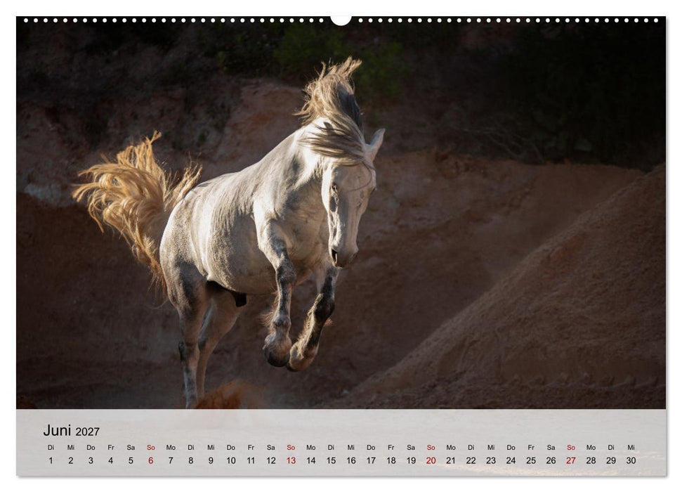 Pferde 2027 Kraft und Anmut (CALVENDO Premium Wandkalender 2027)