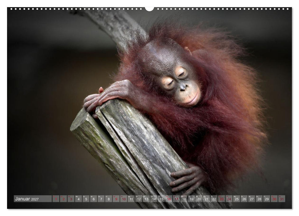 Tierisch BEWEGENDE Momente (CALVENDO Premium Wandkalender 2027)