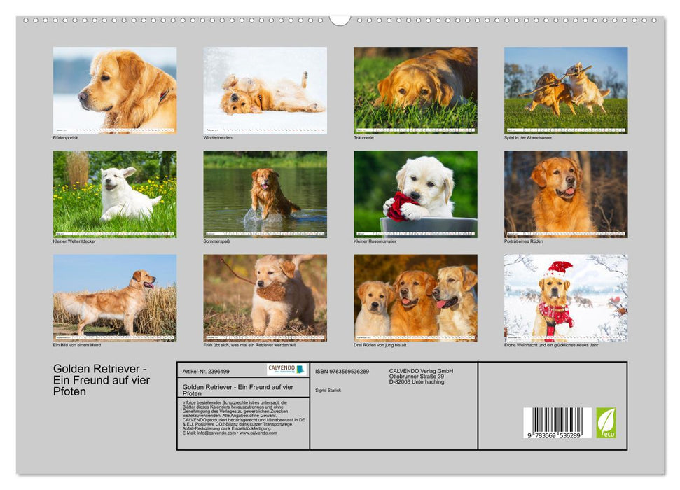 Golden Retriever - Ein Freund auf vier Pfoten (CALVENDO Premium Wandkalender 2027)