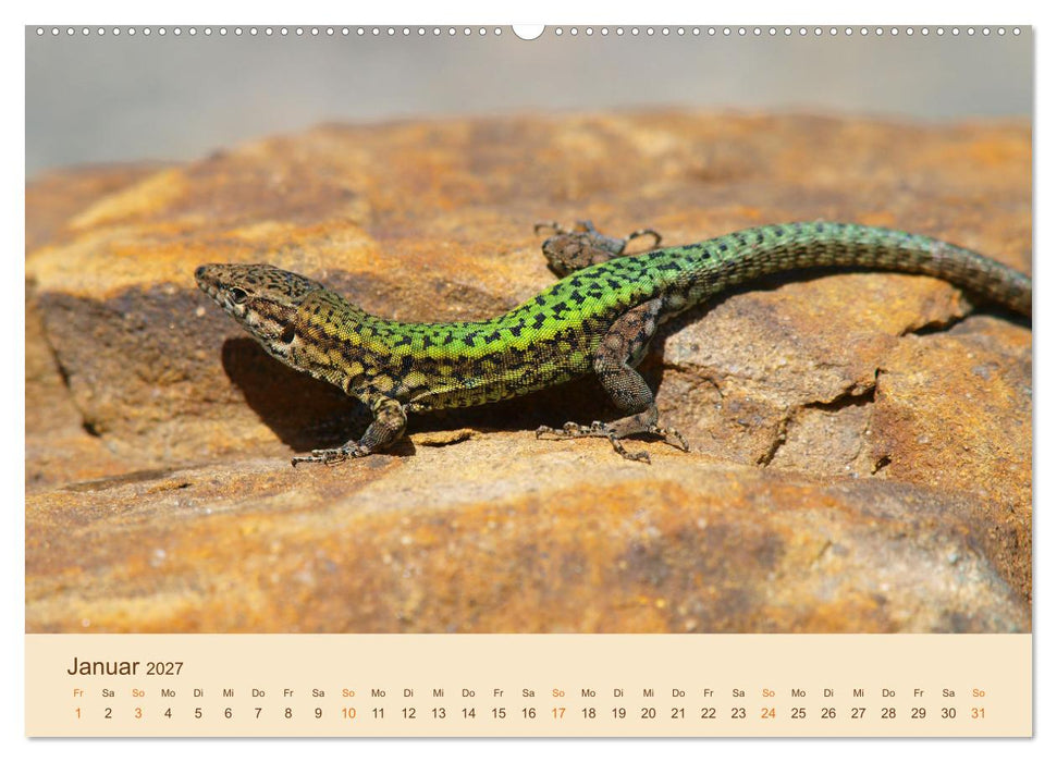 Eidechsen Europas (CALVENDO Wandkalender 2027)