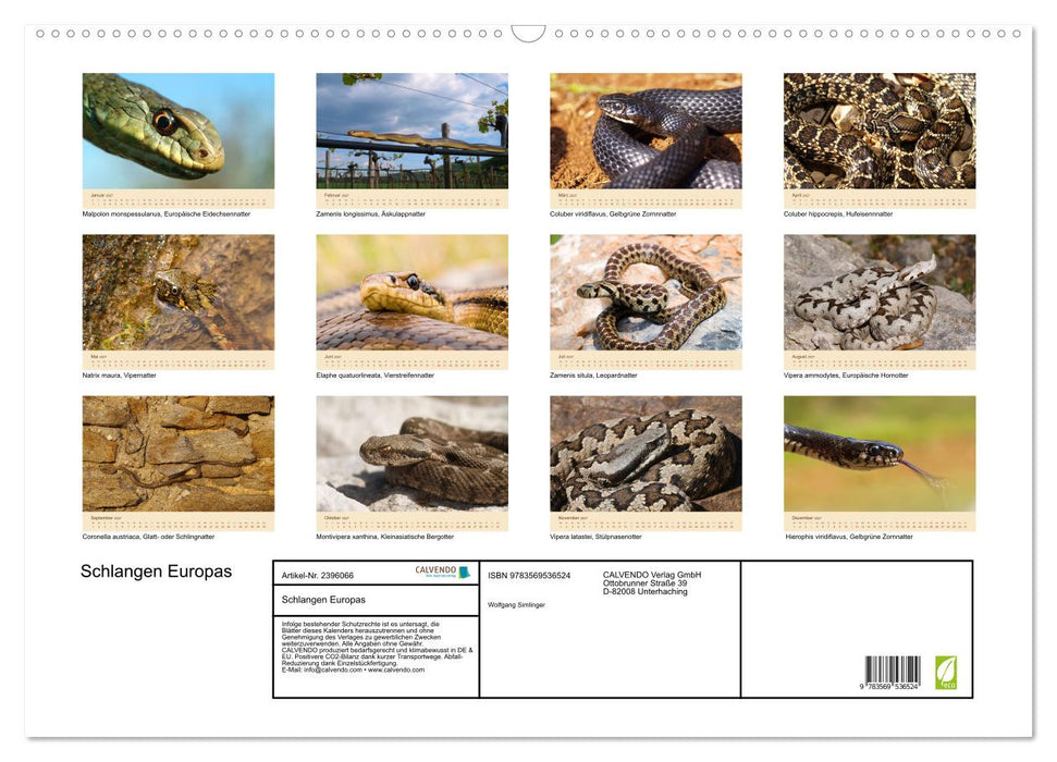 Schlangen Europas (CALVENDO Wandkalender 2027)