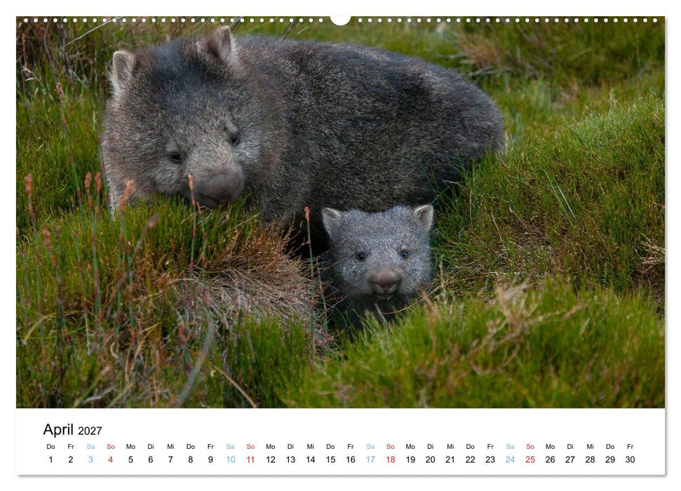Australiens wunderbare Tiere (CALVENDO Premium Wandkalender 2027)